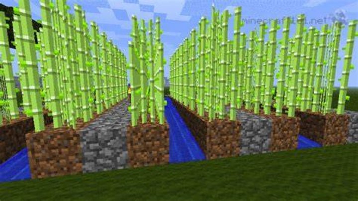 How tall does sugar cane grow minecraft