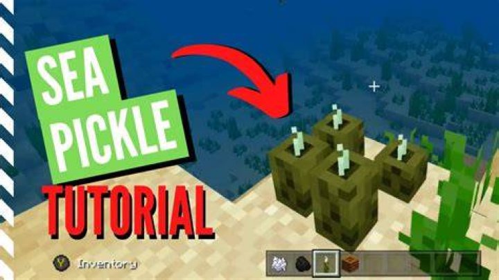 How to find sea pickles in minecraft