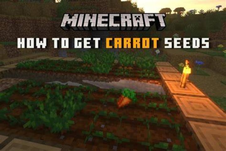 How to get carrots seeds in minecraft