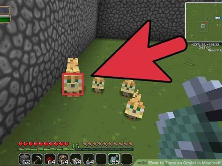 How to tame an ocelot on minecraft